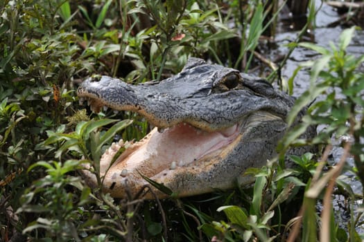 A wild alligator in the Florida everglades with mouth open
