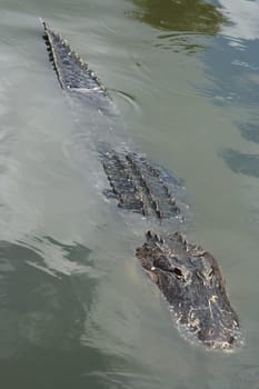 A partially submerged wild alligator in the Florida Everglades