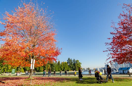 Vancouver, Canada - October 20,2018: Unidentified tourists at Stanley Park with autumn color of Maple trees in Vancouver, British Columbia, Canada.
