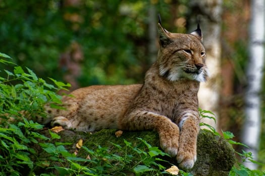 Lynx