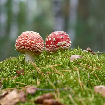 Toadstool (Amanita muscaria) grow on the forest floor in autumn