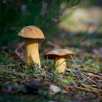 velvet bolete (Suillus variegatus) on the forest floor in autumn