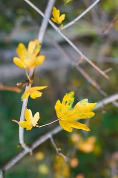 Leaves of a field maple (Acer campestre) with autumn coloration