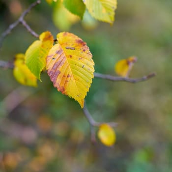 Leaves of a European white elm (Ulmus laevis) with autumn color in forest with space for text