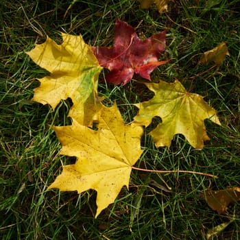 Leaves of Norway maple (Acer platanoides) with autumn coloration on a meadow