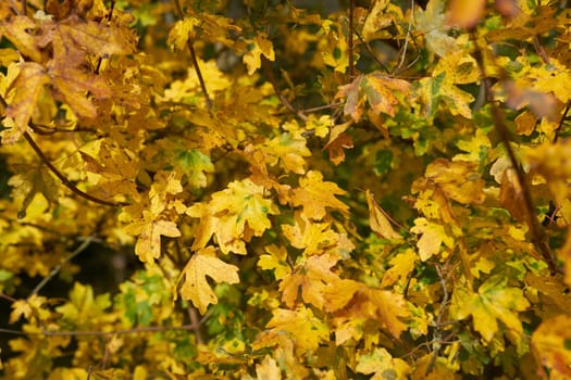 Leaves of a field maple (Acer campestre) with autumn coloration
