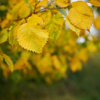 Leaves of a European white elm (Ulmus laevis) with autumn color in forest with space for text