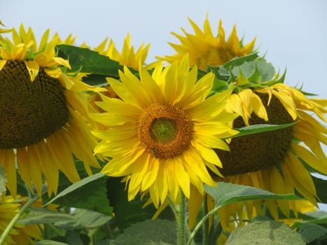 beautiful sunflower flowers large yellow insects petals pollen