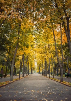 Autumn season morning in the empty city park. Beautiful view and silence, colorful leaves fallen on the ground and trails of Stephen III The Great square in Chisinau, Moldova