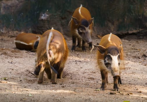red river hog  in zoo