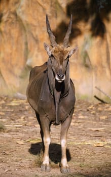 male eland in zoo, biggest antelope