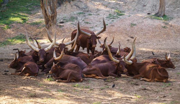 herd of ankole watusi cattle in zoo