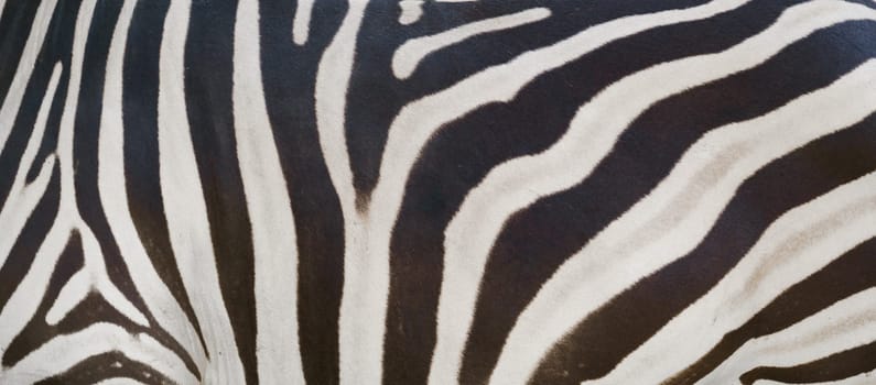 real zebra skin close up textured