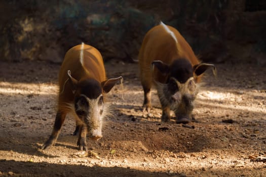red river hog  in zoo