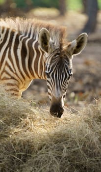 young zebra eating dried grass in zoo