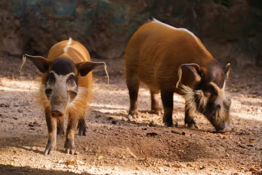 red river hog  in zoo