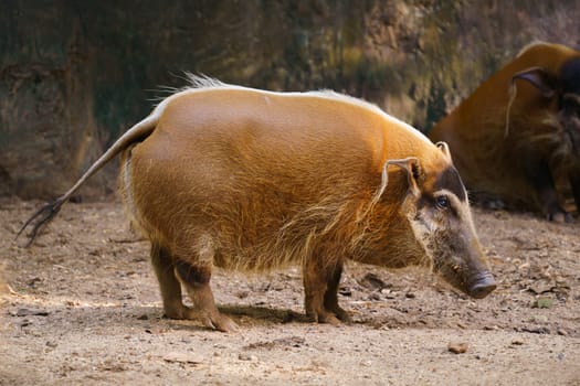 red river hog  in zoo