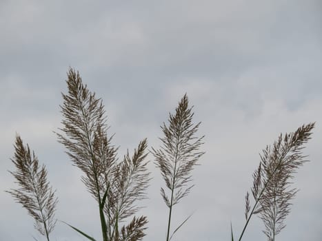 beautiful invasive Argentina grass large resistant dangerous