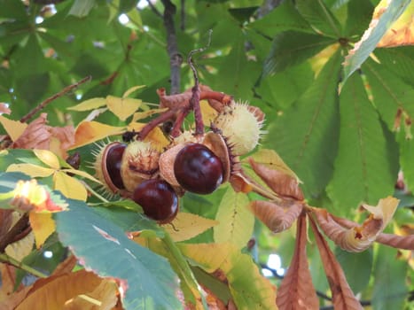 chestnuts fruit thorns natural color coming out seed protection