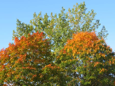 beautiful color of the golden leaves trees dry autumn cold