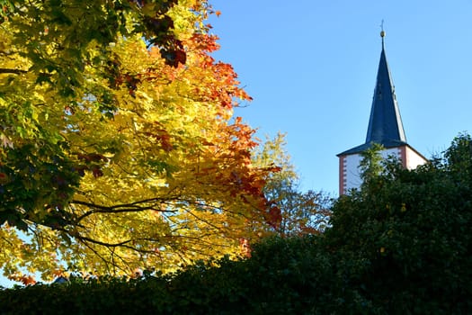 colorful deciduous tree in front of church