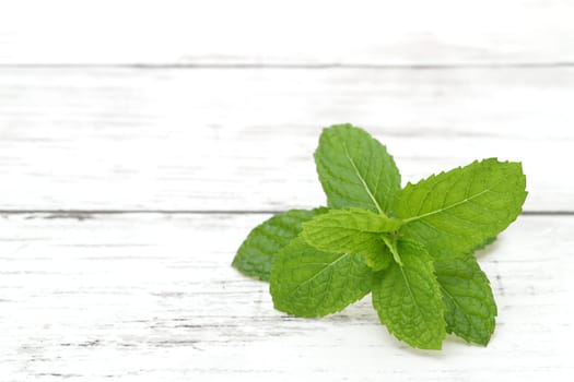 Fresh Mint leaf on a white wooden table. Studio shot of Peppermint herb with copy space.