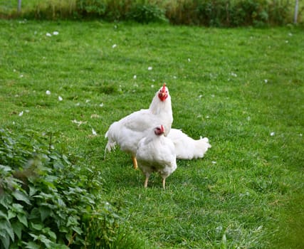 Chickens on the green meadow