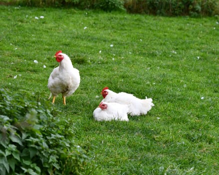Chickens on the green meadow