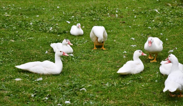 Ducks on the green meadow