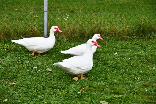 Ducks on the green meadow