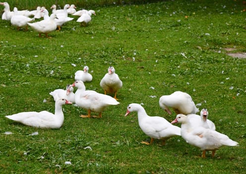 Ducks on the green meadow