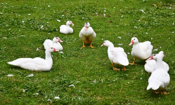 Ducks on the green meadow