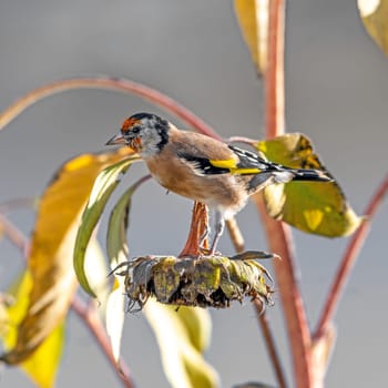 Goldfinch sits on an old sunflower with seeds between blooming sunflowers in front of blurred green background