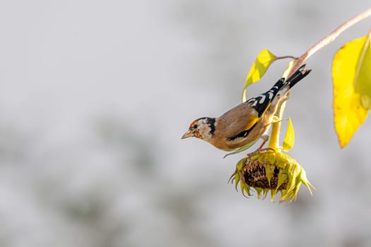 Goldfinch sits on an old sunflower with seeds between blooming sunflowers in front of blurred green background