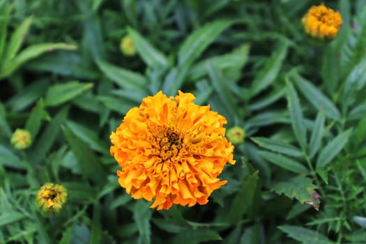 Closeup of orange marigold flowers in bloom.