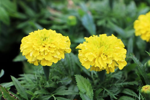 Closeup of yellow marigold flowers in bloom.