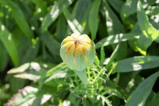 Macro of a marigold flower bud about to open.