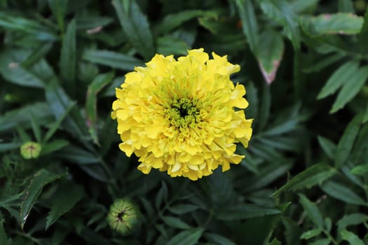 Closeup of yellow marigold flowers in bloom.