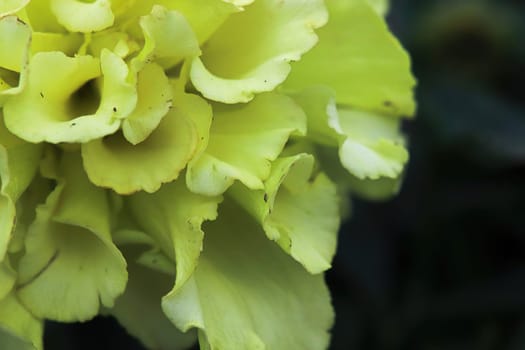Macro of a yellow marigold flower head.