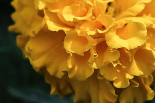 Background of orange marigold flower petals.