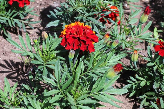 Red and orange marigold plants growing in soil.