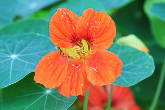 Macro of the feathery detailed petals on a Nasturtium.