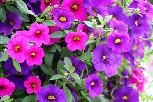 Background of pink purple Calibrachoa flowers in bloom.