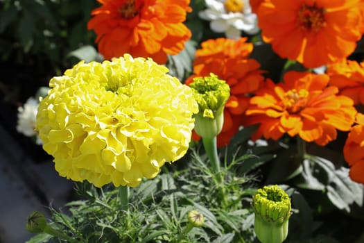 Closeup of yellow and orange marigold plants.