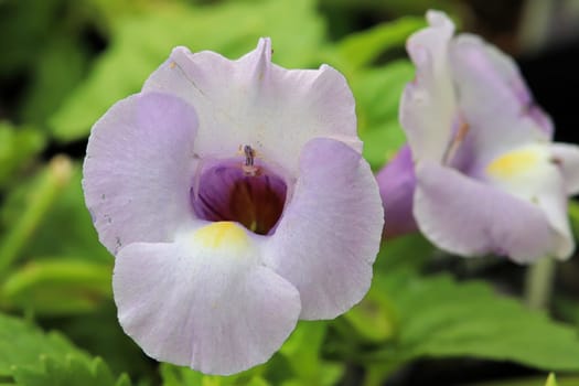 Macro of a pink and purple Torenia flower.
