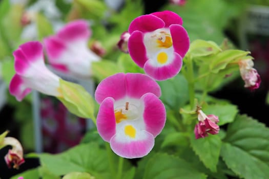 Closup of open pink and white Wishbone flower blossoms.