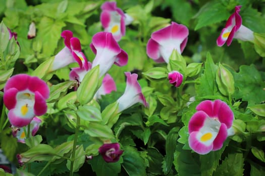 Closup of open pink and white Wishbone flower blossoms.