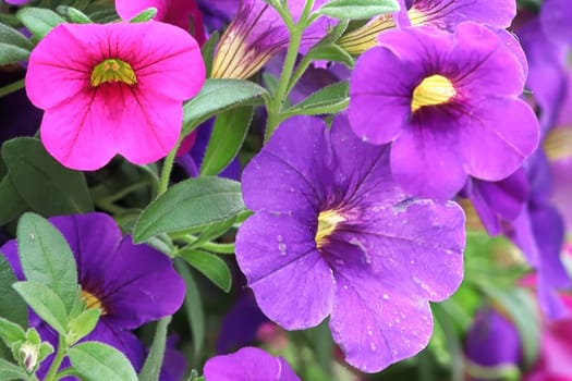 Macro of vibrant pink purple Million Bell flowers.