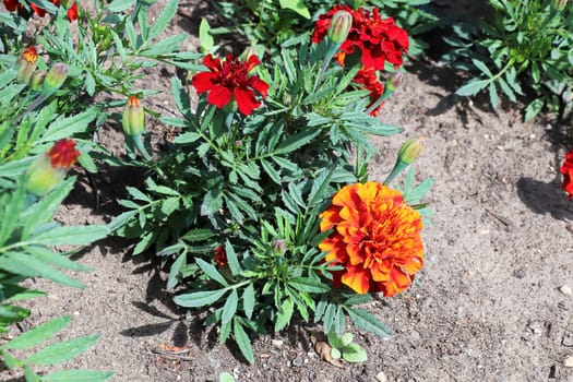 Red and orange marigold plants growing in soil.