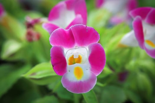 Macro of a pink and white Wishbone flower.
